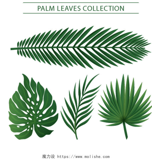 热带夏天植物卡通树叶边框PNG免抠素材
